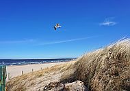 , Stranddünen und Möwe unter klarem Himmel in Swinemünde., Strand und Dünen in Swinemünde unter blauem Himmel.