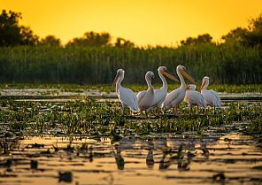 Naturparadies Donaudelta im goldenen Herbst
