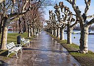 Baumgesäumte Promenade am Rhein in Rüdesheim.