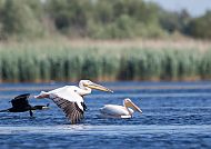 Naturparadies Donaudelta, Pelikan und Kormoran im Donaudelta, goldener Herbstzauber.