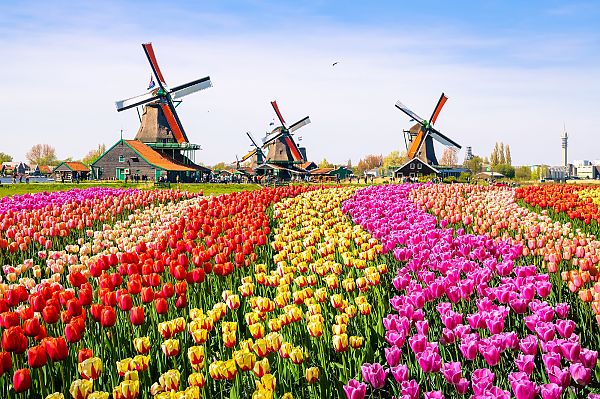 Frühling in Holland, Bunte Tulpenfelder und Windmühlen im Frühling in Holland.