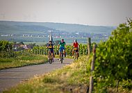 Radreise PFÄLZER WEINSTERNFAHRT, Radfahrer in idyllischer Weinlandschaft bei Abendstimmung., Radfahrer genießen die Abendstimmung in den Pfälzer Weinbergen.