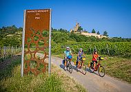 Radreise Pfälzer Weinsternfahrt, Radfahrer vor der Wachtenburg in malerischen Weinbergen., Radfahrer vor der Wachtenburg in malerischer Weinlandschaft.