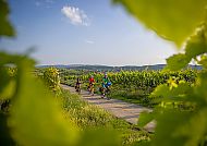 Radreise Pfälzer Weinsternfahrt, Radler auf malerischer Tour durch die Weinberge der Pfalz., Radler genießen sonnige Weinberge bei der Pfälzer Weinsternfahrt.