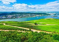 Weinberge in Rüdesheim mit Rheinblick, idyllische Landschaft.