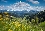 Blühende Wiesen im Emmental mit Alpenpanorama im Frühling.