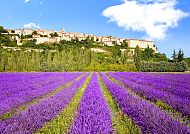 Lavendelfelder in Sault, Lavendelfelder in Sault, Provence zur Lavendelblüte 2027., Lavendelfelder in Sault, Provence zur Lavendelblüte 2027.
