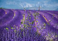 Blühende Lavendelfelder in der Provence