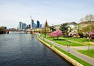 Frankfurt am Main: Skyline und blühende Uferpromenade im Frühling.