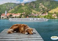 , Entspannter Hund auf Steg mit Flusskreuzfahrt im Hintergrund., Entspannter Hund genießt die Aussicht auf Rhein & Main 2027.