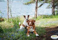, Zwei Hunde genießen die Natur am Ufer der Mosel., Zwei Hunde genießen die Natur am Ufer der Mosel.