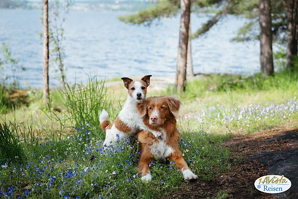 , Zwei Hunde genießen die Natur am Ufer der Mosel., Zwei Hunde genießen die Natur am Ufer der Mosel.