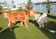 , Zwei Hunde spielen auf dem Sonnendeck eines Schiffes am Rhein., Zwei Hunde spielen auf dem Sonnendeck eines Schiffs am Rhein.