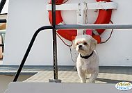 , Pfotenparadies am Rhein 2027: Entspannte Hundekreuzfahrt., Pfotenparadies am Rhein 2027: Glücklicher Hund genießt die Kreuzfahrt.
