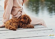 , Entspannte Hundekreuzfahrt: Hollandzauber auf vier Pfoten genießen., Entspannte Momente am Wasser mit einem flauschigen Begleiter.