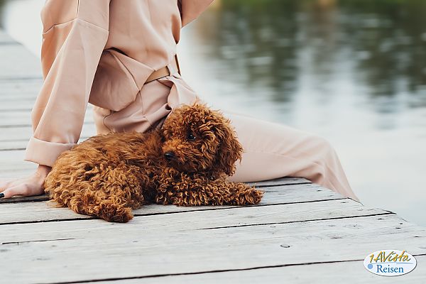 , Entspannte Hundekreuzfahrt: Hollandzauber auf vier Pfoten genießen., Entspannte Momente am Wasser mit einem flauschigen Begleiter.
