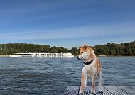 , Hund genießt die Aussicht auf einer Kreuzfahrt durch Hollands Wasserwege., Hund genießt Flussfahrt in Holland 2027 vor idyllischer Kulisse.