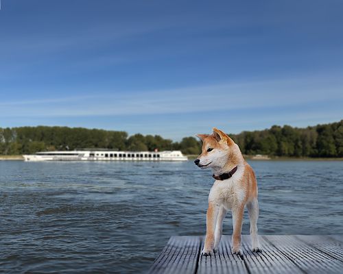 , Hund genießt die Aussicht auf einer Kreuzfahrt durch Hollands Wasserwege., Hund genießt Flussfahrt in Holland 2027 vor idyllischer Kulisse.