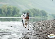 , Fröhlicher Hund am Rheinufer, Abenteuer auf vier Pfoten 2027.