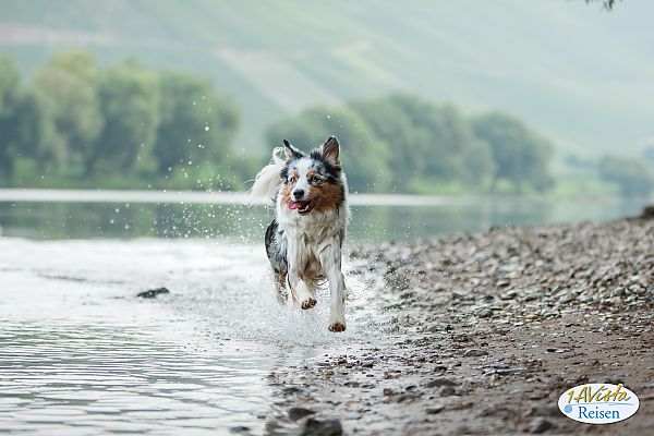 , Fröhlicher Hund am Rheinufer, Abenteuer auf vier Pfoten 2027.