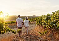 , Paar spaziert bei Sonnenuntergang durch malerischen Weinberg., Paar spaziert Hand in Hand durch einen sonnigen Weinberg.