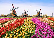 , Bunte Tulpenfelder vor Windmühlen in den Niederlanden., Bunte Tulpenfelder und Windmühlen in den Niederlanden.