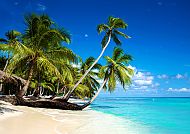 , Karibischer Strand mit Palmen und türkisblauem Meer.