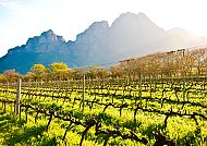 , Weinberge vor majestätischen Bergen in Stellenbosch, Südafrika., Weinberge vor majestätischen Bergen in Stellenbosch, Südafrika.
