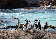, Pinguine am Strand von Kapstadt, Südafrika.