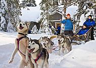 Auf Nordlichtsuche in Finnland, Husky-Schlittenfahrt durch verschneite finnische Winterlandschaft.