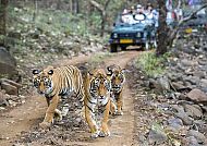 Tiger im Ranthambhore-Nationalpark, Tiger im Ranthambhore-Nationalpark auf einer Safari-Tour.