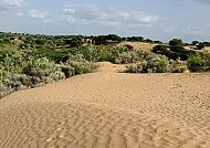 Sanddünen in der Wüste, Sanddünenlandschaft in Indien mit grüner Vegetation im Hintergrund.