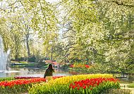 , Blühende Tulpen im Keukenhof, Holland 2027.