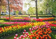 , Farbenfrohe Tulpenblüte im Keukenhof, Holland 2027.