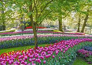 , Blühende Tulpen im Keukenhof, umgeben von grüner Natur.