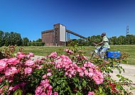 Zukunftsgarten Gelsenkirchen, Blütenmeer vor Industriekulisse im Zukunftsgarten Gelsenkirchen.