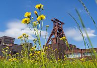 Zeche Zollverein, Frühling, Zeche Zollverein im Frühling, Blütenmeer vor Industriekulisse.