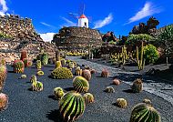 , Kaktusgarten mit Windmühle unter blauem Himmel, Lanzarote, Spanien.