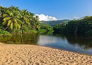 Tropische Flusslandschaft mit Palmen in Guadeloupe.
