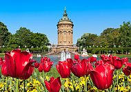 Wasserturm Mannheim mit blühenden Tulpen im Vordergrund.