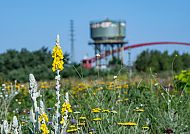 Zukunftsgarten Duisburg IGA 2027 im Ruhrgebiet