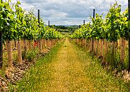 Weinanbau